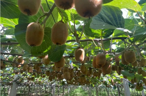 这里不仅有“天然氧吧”，还有致富的“金蛋蛋”