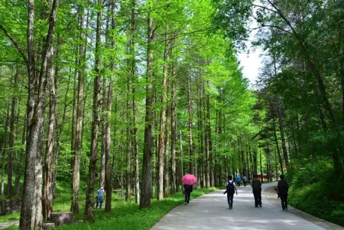 均温22℃！消夏不必远行️，来黎坪感受山水之间的清凉
