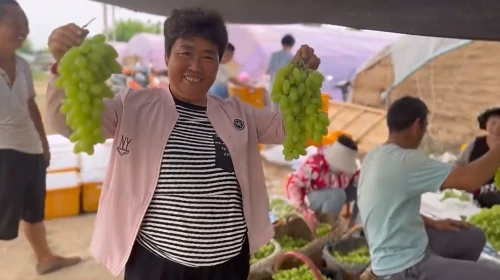 颗粒大、口感好，大荔县埝桥镇同堤村的青提大面积上市