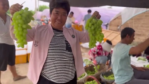 颗粒大、口感好……快来尝鲜！大荔青提葡萄熟了