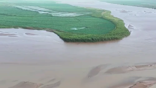 【航拍渭南】绿野茫茫、群鸟灵动……黄河湿地的夏天是这样的