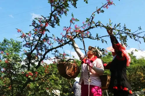 秦岭深处花椒红了，汉中千余名采椒工也及时赶来啦！