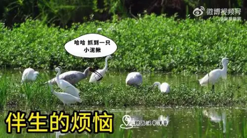 鹮口夺食！朱鹮和白鹭上演抢泥鳅大战