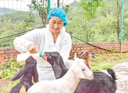 宁强牧羊女郑岚念好“羊”经，带动60多户农户增收致富