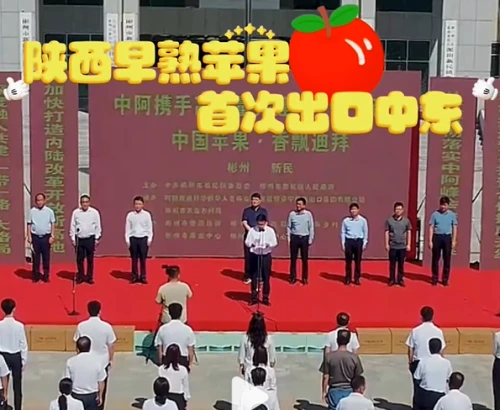 迪拜人一天内能吃到咸阳苹果，陕西早熟苹果首次出口中东