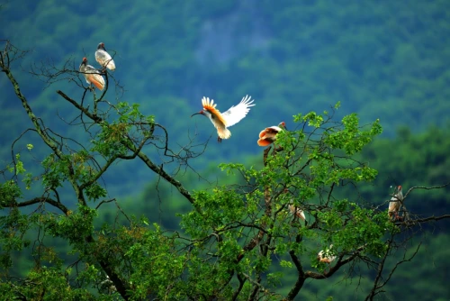 “三色线路”全新上线！带你领略多彩鹮乡洋县