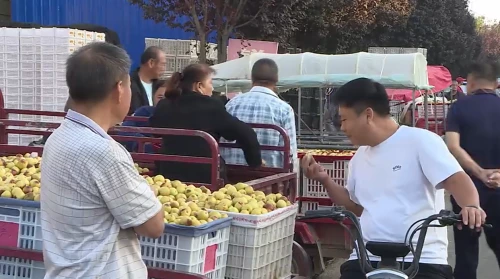 大荔的枣市见过没？快来逛一逛大荔的冬枣市场吧