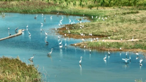 【航拍渭南】芦苇摇曳、飞鸟翩跹，昔日盐池洼变鸟类天堂