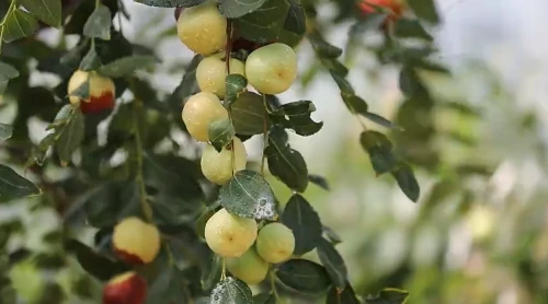 走进“中国枣文化博览园”一日看尽天下枣