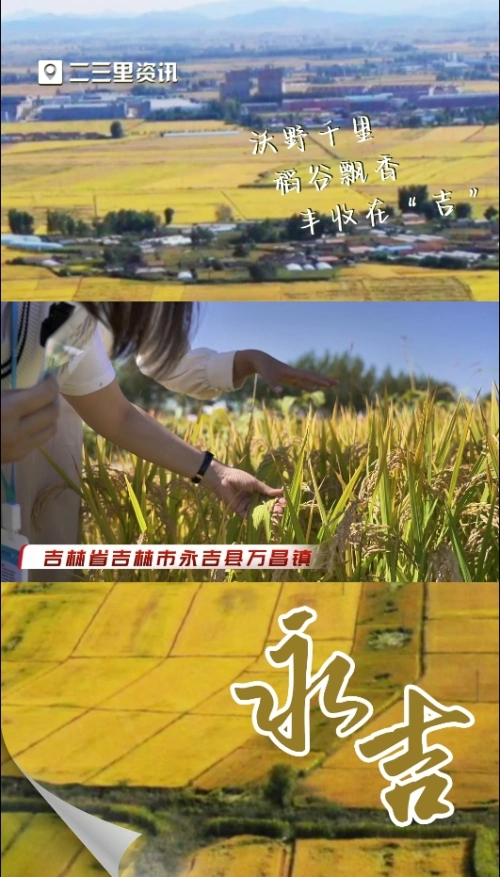 沃野千里稻谷，飘香丰收在“吉”，直播间里说丰年，万昌水稻开镰收割