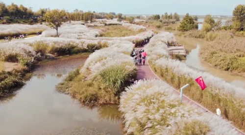邂逅芦花随风起舞，走进温柔诗意下的汉中之秋