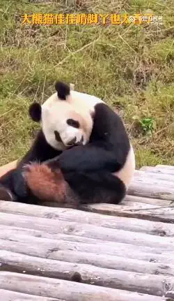 真的这么香？继“熊皮挂树”后大熊猫超沉浸啃脚丫继续整活儿