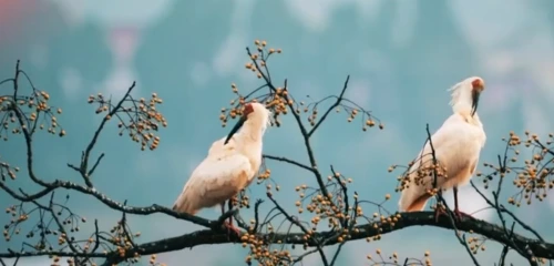 朱鹮引入延安试验，开启陕北地区朱鹮种群恢复行动