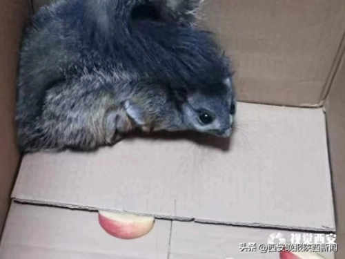 “飞鼠”迷路误闯办公室，略阳警方暖心放归