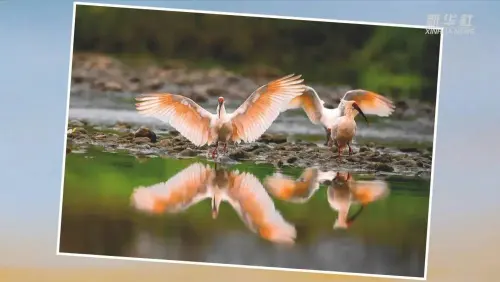 新华社报道：昔日汉江荒滩，今日候鸟乐园