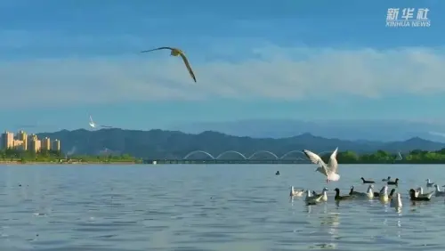 栖居地、中转地！天汉湿地公园生态美，候鸟蹁跹入画来
