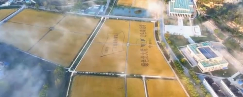 超治愈！薄雾中南泥湾千亩稻田成仙境
