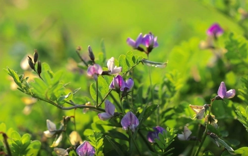 大荔沙苑子花开正盛，迎风摇曳犹如精灵飞舞