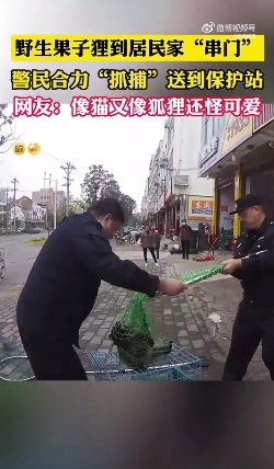 又像花猫又像狐狸！野生果子狸来串门警民联手送回家