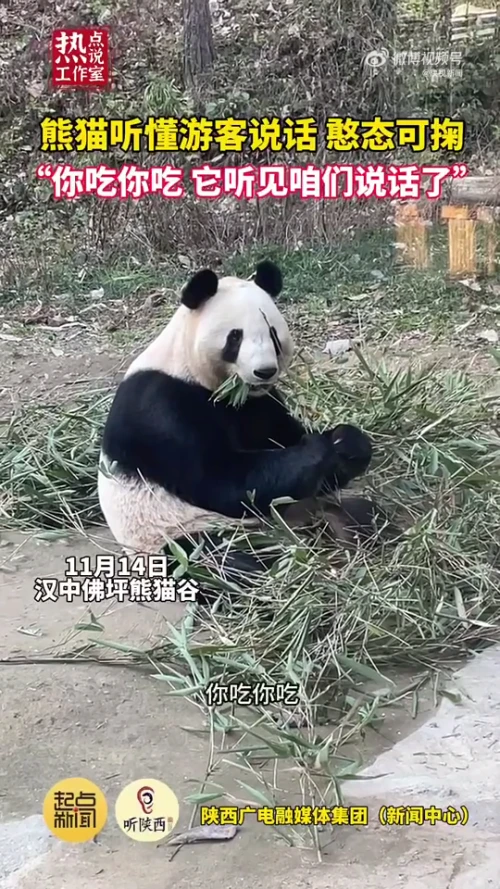 说谁坏话呢？佛坪大熊猫听懂游客说话卡顿干饭