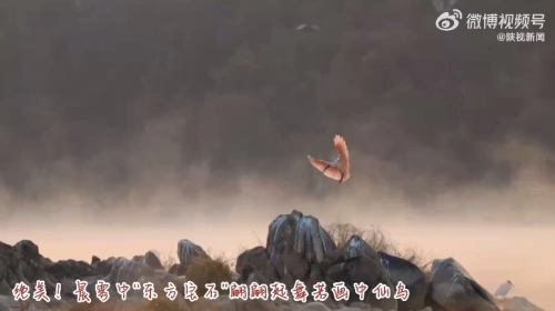 朦胧梦幻，美不胜收！晨雾中朱鹮翩翩起舞若画中仙鸟