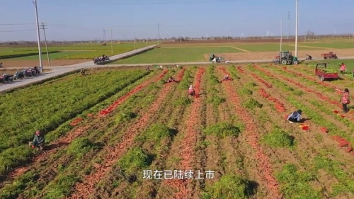色泽鲜艳，口感脆甜！大荔韦林镇东高村800多亩红萝卜成熟