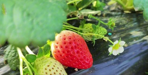 秋冬第一口草莓，来渭南邀你赴一场草莓之约