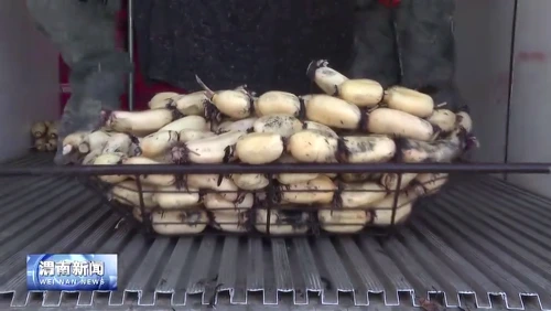 产值2.7亿元，大荔黄河滩4万亩莲菜丰收了