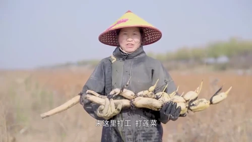 大荔4万亩莲菜丰收，采莲人：黄河的九孔莲菜人人夸