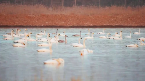 时而梳理羽毛，时而凌波起舞，黄河湿地变成天鹅湖