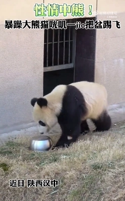 性情中熊！暴躁大熊猫咣叽一jio把盆踢飞