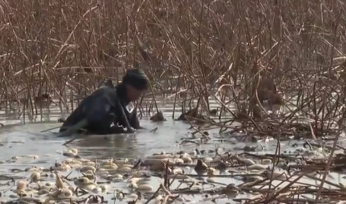 因村制宜、一村一品！渭南各地发展特色产业