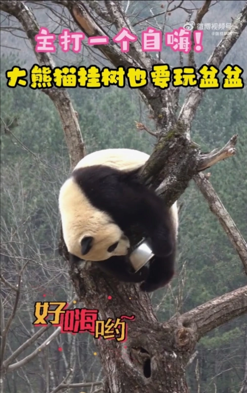 主打一个自嗨！大熊猫挂树也要玩盆盆