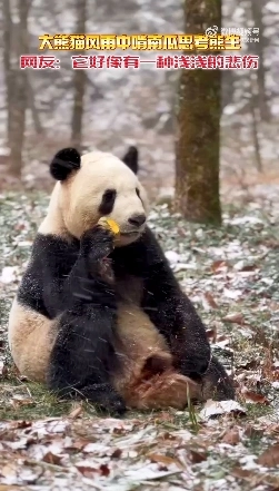 这大熊猫怎么人里人气的！大熊猫风雪中啃南瓜思考熊生