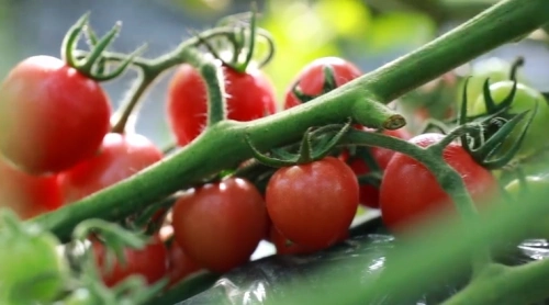 大荔埝桥镇700亩圣女果成熟上市