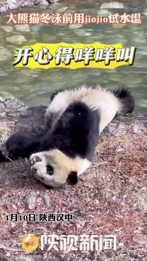 好惬意！大熊猫冬泳前用jiojio试水温