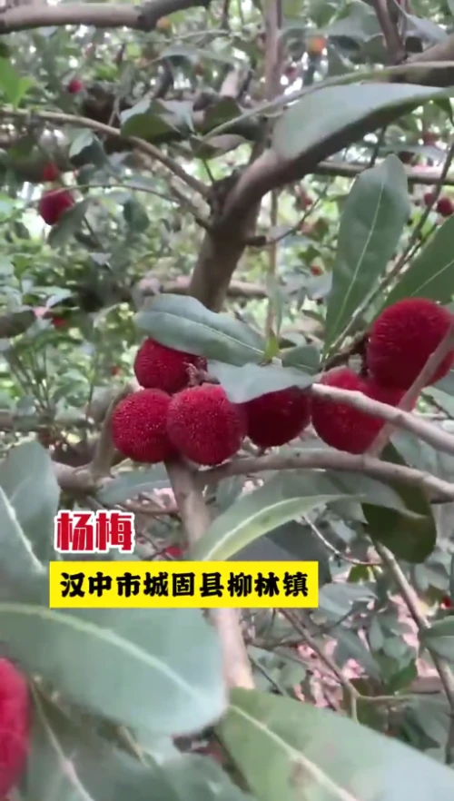 杨梅、莲雾……汉中的隐藏款来了