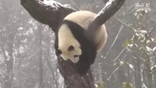 根本停不下来！“滚滚”变身“人来疯”，雪地撒欢尽情嗨