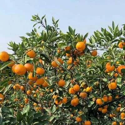 汉中2个水果产品入选全国名录！