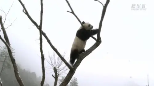 雪中撒欢玩不停，快来围观佛坪大熊猫憨萌模样~