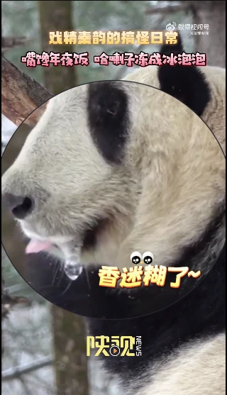 大熊猫惦记年夜饭，口水冻成冰泡泡