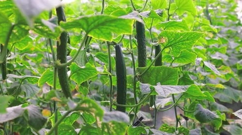 瓜脆多汁，大荔县冯村镇黄瓜已经成熟上市！