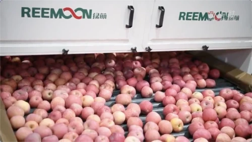 产量110余万吨！洛川苹果迎来销售旺季