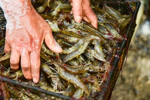 虾、腊肉……这些春节返程伴手礼是独属于汉中人的浪漫