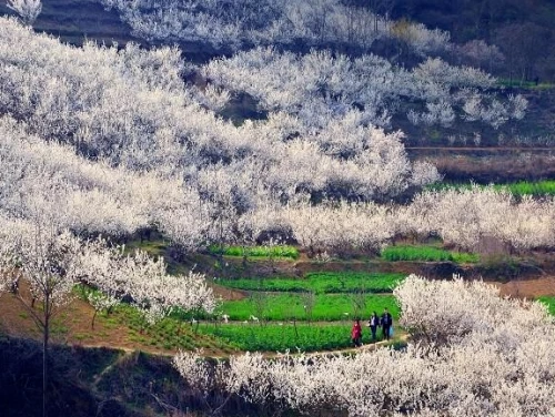 许个小愿！来汉中买一片春光乍泄！