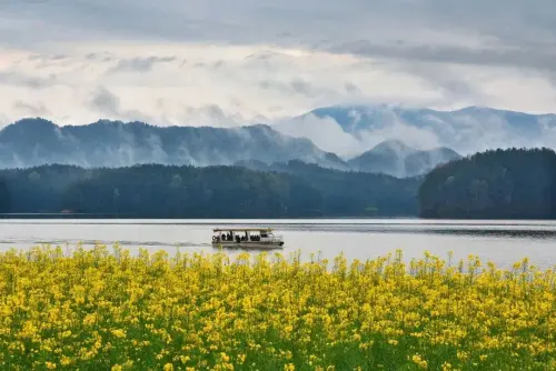 2024最美油菜花海汉中旅游文化节系列活动，重磅来袭！