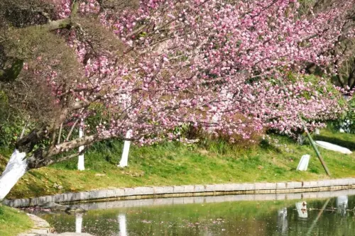 建议收藏，汉中春季赏花指南来了！