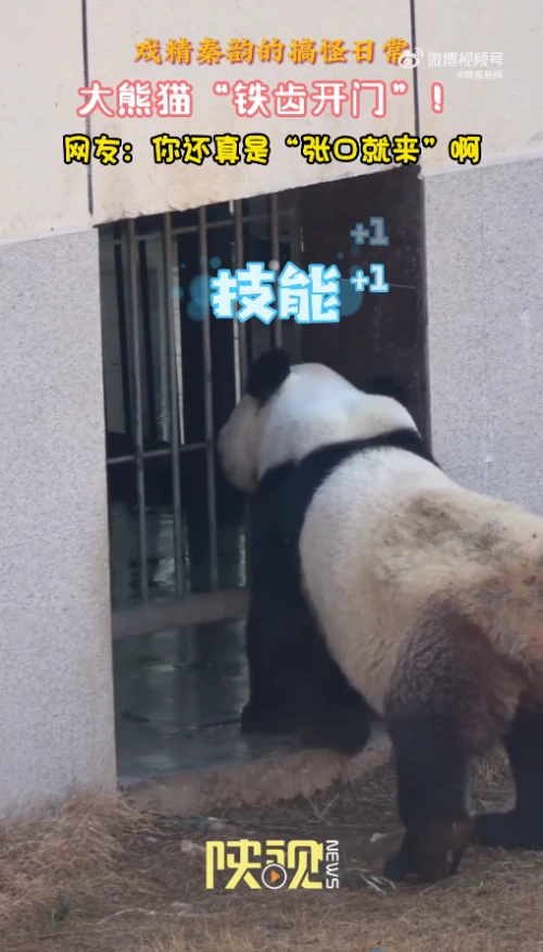 硬碰硬！大熊猫铁齿开铁门张口就来