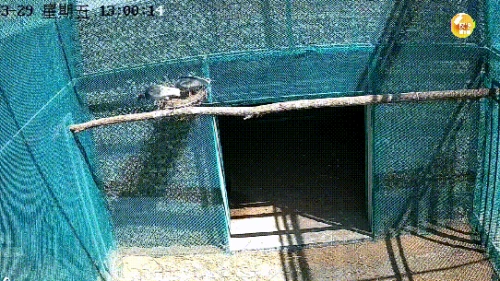 陕北新引入朱鹮进入繁殖季