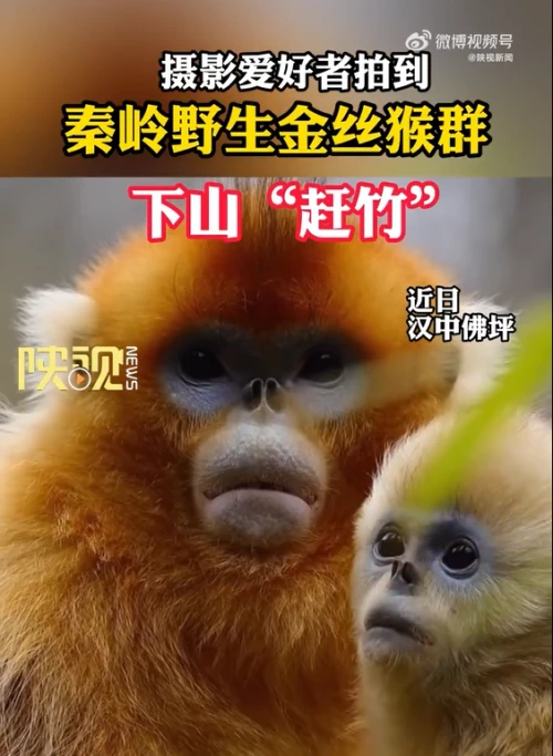 鲜嫩竹叶的追随者！秦岭野生金丝猴群下山赶竹啦